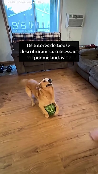 Os tutores decidiram abraçar esse hobbie do cão.