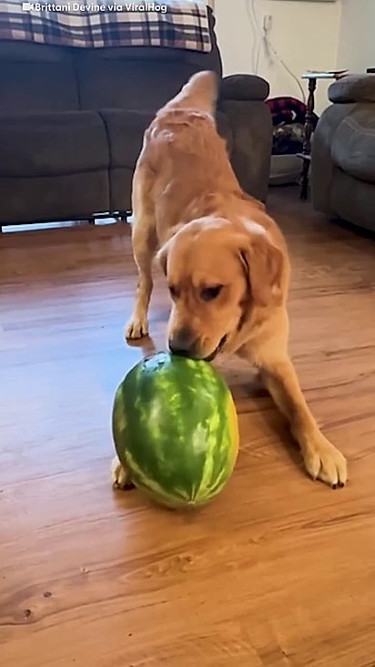 O cão morde mas não a ponto de tirar pedaço e comer.