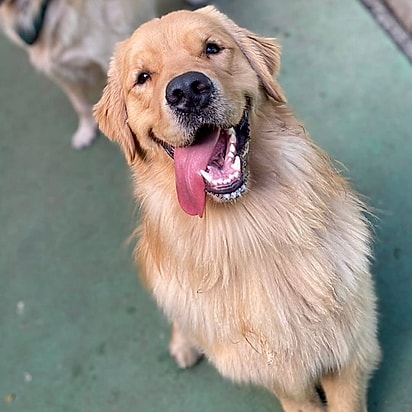 Cássio é um golden retriever cheio de energia.