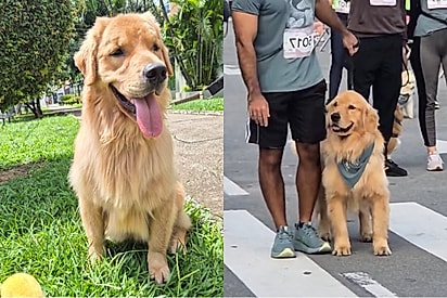 Conheça Cássio, o golden retriever corredor que está conquistando medalhas e corações.