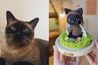 Seu pet de crochê: Empreendedora faz sucesso ensinando como fazer um amigurumi de animais de estimação