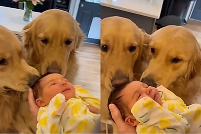 Dupla de golden retrievers conhecem bebê pela primeira vez e desde então nunca mais desgrudaram dela.