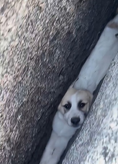 A cachorrinha Zoe foi resgatada com sucesso pelos bombeiros e voltou em segurança para os braços de sua família.