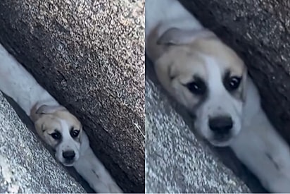 Socorristas encontram cachorrinha chorando após serem acionados para resgatar pet presa entre pedras grandes