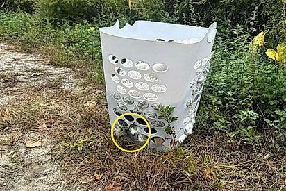 Motorista percebe cesto de roupa suja na beira da estrada — e então vê um nariz saindo.
