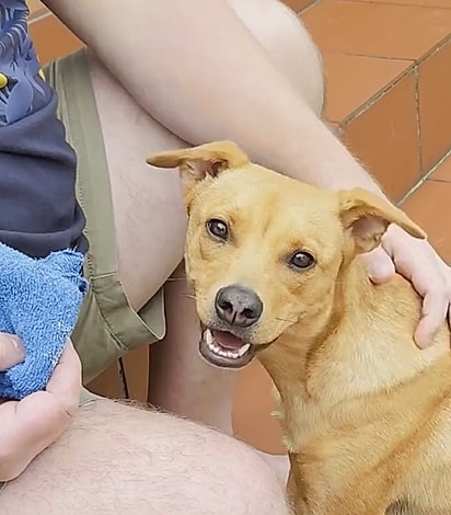 Pippa hoje é uma cachorrinha sorridente.