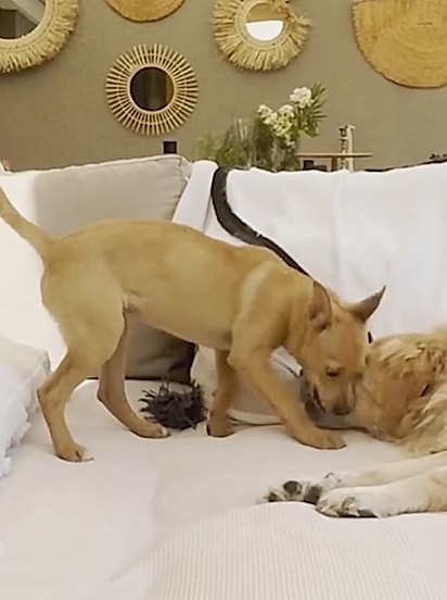 No lar temporário, Pippa aprendeu a brincar com o outro cão da casa.