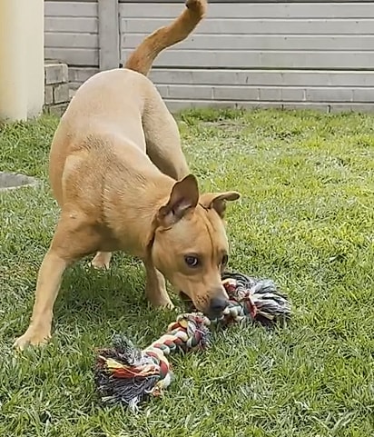Pippa se transformou em uma cachorrinha alegre.