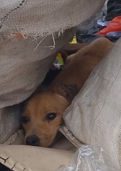 A cachorrinha foi deixada no lixão e estava apavorada.