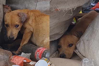 Cachorrinha caramelo deixada em lixão para triste fim achava que nunca teria uma experiência positiva com humanos