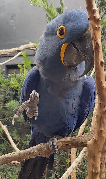 Blue dando o pézinho.
