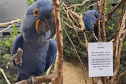 Arara-azul ganha placa alertando sobre seu comportamento, mas não fica nada contente com aviso