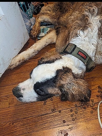 Stu pesava menos de 20 kg quando foi encontrado.
