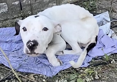O cãozinho estava acorrentado.