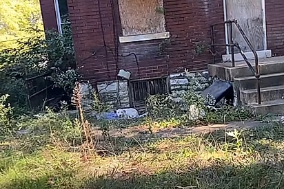 Trabalhador fica desolado ao ver cachorro magro acorrentado em casa abandonada — e muda sua vida para sempre