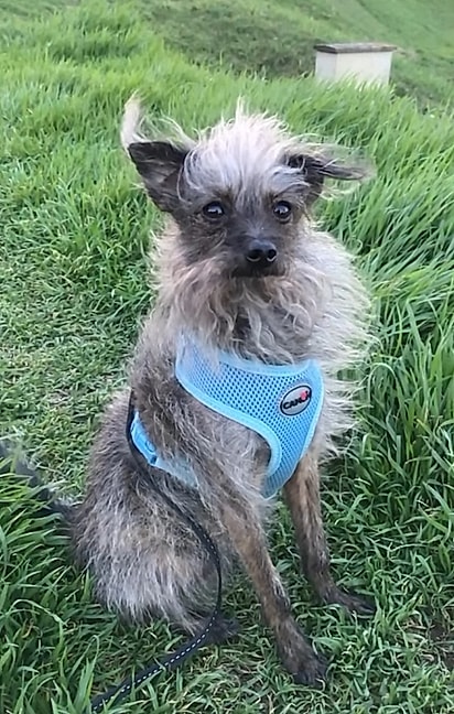 Passoca, um cão fiapo de bombril de 8 anos.