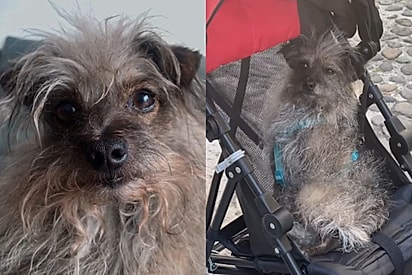 Cão ‘fiapo de bombril’ que foi abandonado nas ruas a própria sorte hoje desfila pelas ruas da Europa