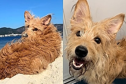 Brahma, uma cachorrinha fiapo de manga.