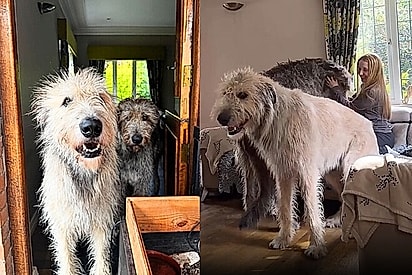 Arlo e Merlin, dois cães da raça Irish Wolfhound ou Lébreu Irlandês.