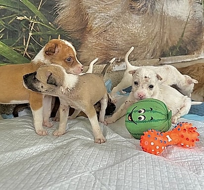 A equipe do Projeto Pawssion cuidou dos filhotes.