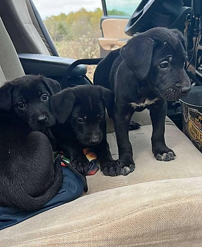 Dentro da mala, havia quatro filhotes de cachorro.