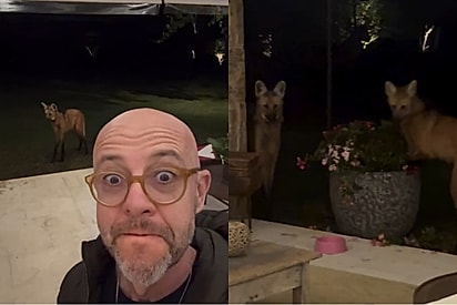 Homem olha para escuridão e dá de cara com dois lobos ‘guaranás’ destruindo seu jardim.
