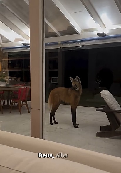 Marcel Rodrigues Barbosa teve seu quintal invadido por dois lobos-guará.
