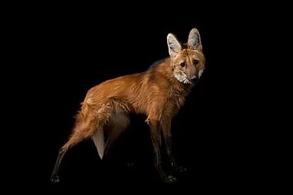 Imagem de um lobo-guará.