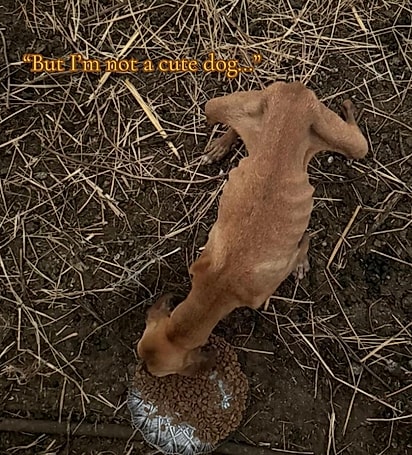 Luna Nuova estava grávida e muito debilitada quando foi resgatada pela Rachele Miceli.