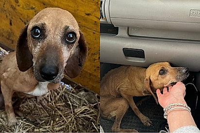 Jovem mostra a incrível transformação da cachorrinha grávida e idosa que resgatou das ruas.