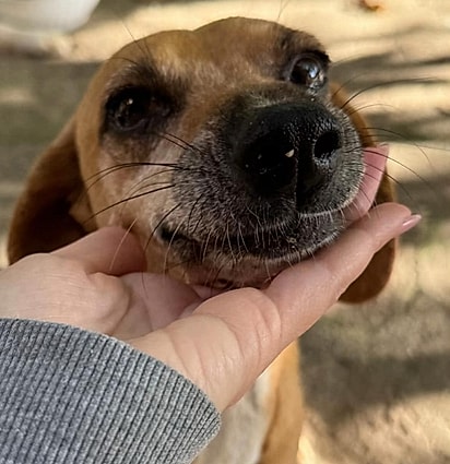 Pouco a pouco, Luna Nuova está aprendendo a confiar nos humanos.