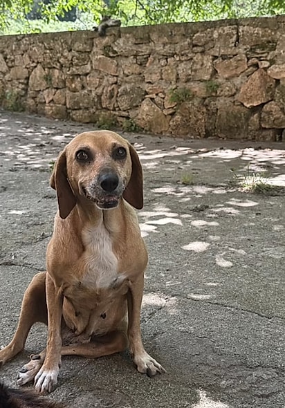 Adotar é um ato de amor.