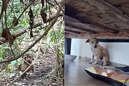 Mulher chora ao perceber por que seu cão resgatado continua se escondendo: Meu coração está partido.