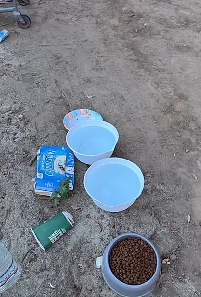 Alguém havia colocado comida para eles.