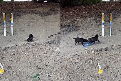 Motorista descobre trio de filhotes com os rostos mais enrugados em rodovia movimentada
