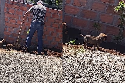 Pai que negou a doar filhotes de cachorrinha mostra como vive hoje cercado de discípulos