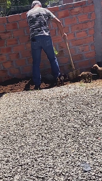 A filha contou que o pai não quer doar nenhum filhote.