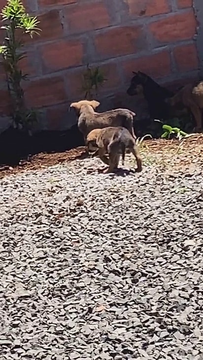 Os seis filhotes nasceram de uma cadela resgatada.