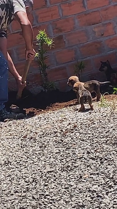 Os filhotes observam atentamente o homem.