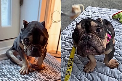 Vítima de criação de quintal ruim bulldogue supera desnutrição severa e ganha um lar