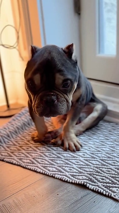 O cão tem as patas deformadas devido a cruzamento ilegal.