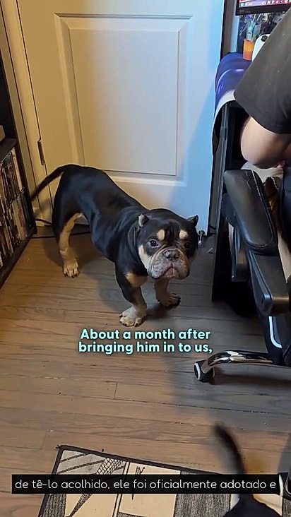 Hamlet foi imeditamente adotado pelo casal.