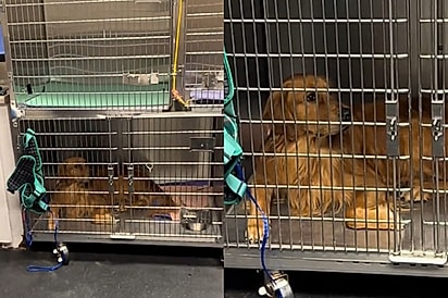 Golden retriever fica sem entender nada após ver o próximo paciente a ser atendido em clínica veterinária