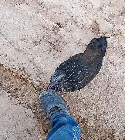 O jacu não saiu ao redor dos pés de Marcio.