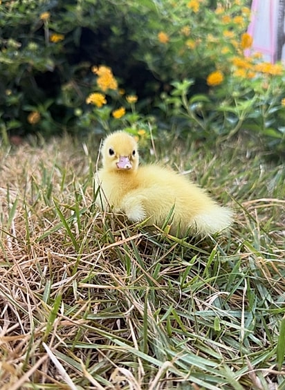 Sacolinha, o patinho que nasceu na sacola de ovos.