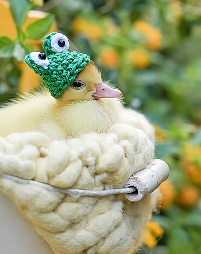 O patinho Sacolinha ganhou um ensaio fotográfico.