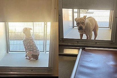 Pitbull é abandonada em abrigo só com seu pijaminha e pet ainda fica na porta esperando família voltar