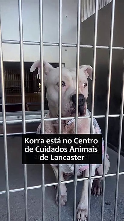 Uma adoção ou resgate podem salvar a vida de Korra.