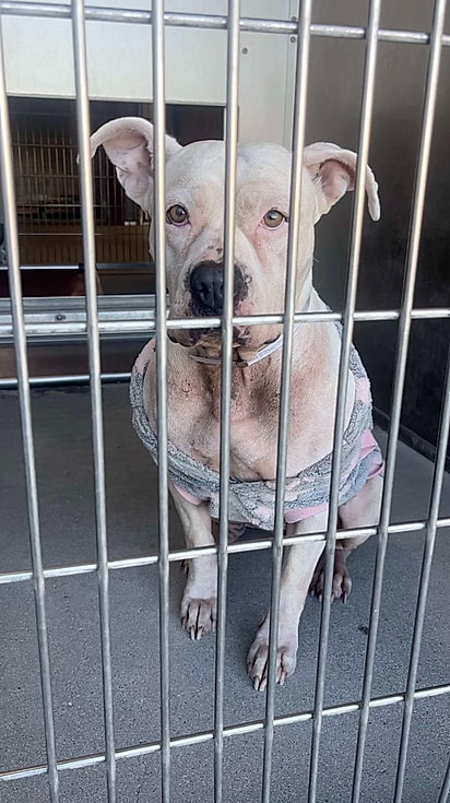 A cachorrinha foi deixada no abrigo após 5 anos.