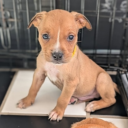 Os filhotes estão em um lar temporário.